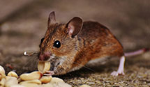24 Hour & Emergency Exterminators in Loysburg, PA